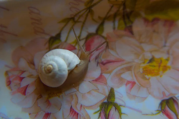 Beau Petit Escargot Rampant Sur Une Surface Décorée Fleurs — Photo
