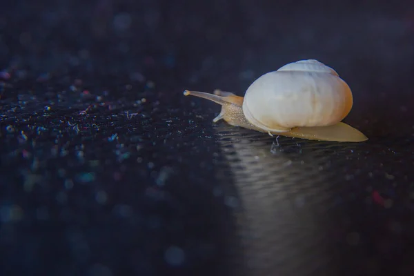 Schöne Kleine Schnecke Kriecht Auf Der Oberfläche — Stockfoto