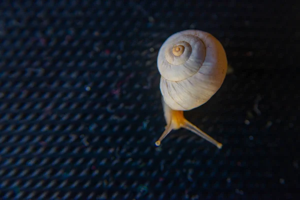 Schöne Kleine Schnecke Kriecht Auf Der Oberfläche — Stockfoto