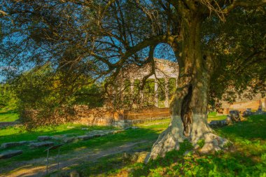 APOLONIA, ALBANIA: Arnavutluk 'un Apolonia kentinde MÖ 6. yüzyılda kurulan bir Korint Yunan kolonisi olan beyaz kolonlara sahip antik Yunan tapınağı