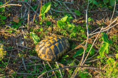Bozkırda kara kaplumbağası var, APOLONIA, ALBANIA Kaplumbağa sürünüyor. Kaplumbağa çimlerin üzerinde yürüyor. Şirin küçük kaplumbağa, yüzünü kapat.