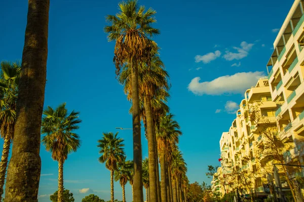 Vlora Vlore Albania Main Road Palms New Promenade City Center — Stock Photo, Image