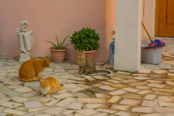 Vlora Vlore Albania Cats Historical Archaeological Museum City Center — Stock Photo, Image