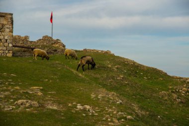 KANINE, ALBANIA: Arnavutluk 'un Vlore bölgesindeki Kanine Kalesi harabelerinde koyun otlatıyor