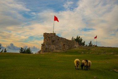 KANINE, ALBANIA: Arnavutluk 'un Vlore bölgesindeki Kanine Kalesi harabelerinde koyun otlatıyor
