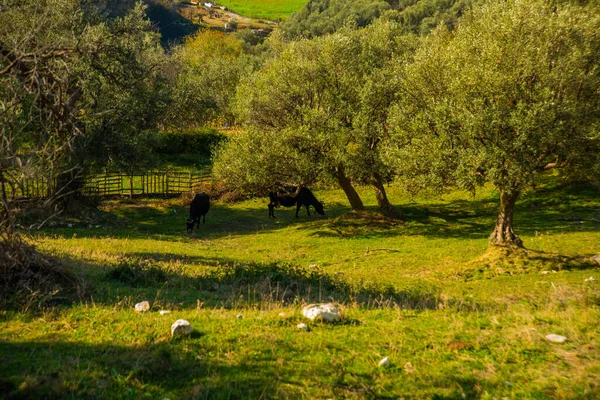 Kanine Vlore Albânia Vacas Pastam Prado Região Vlora — Fotografia de Stock