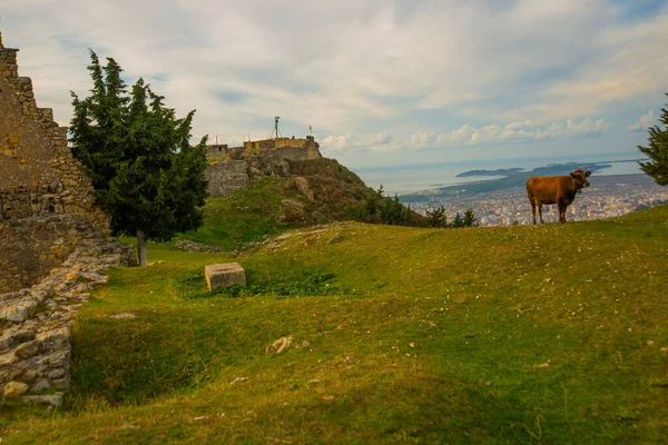 Kanine Albania Una Vaca Está Parada Las Ruinas Del Castillo — Foto de Stock