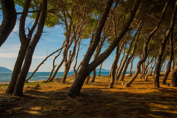 Vlora Vlore Albania Güneşli Bir Günde Vlora Plajında Ağaçlar Denizlerle — Stok fotoğraf