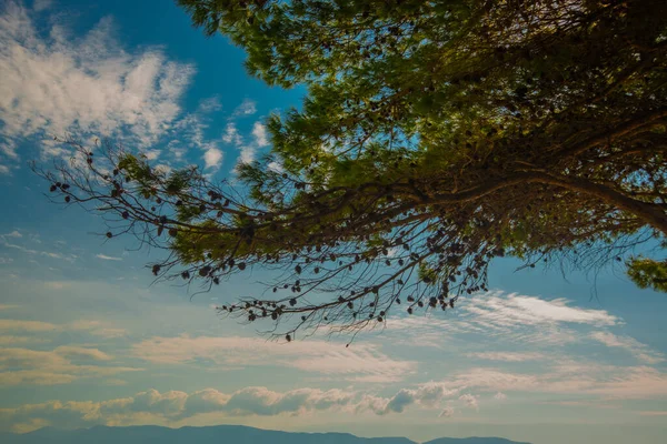 Βλορα Βλορη Αλβανια Πανέμορφο Τοπίο Δέντρα Και Θάλασσα Στην Παραλία — Φωτογραφία Αρχείου