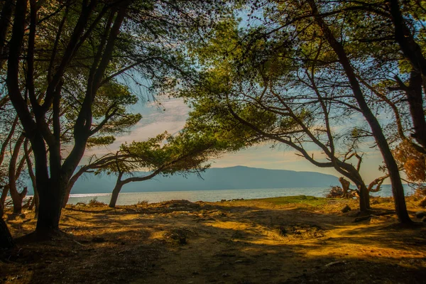 Vlora Vlore Albania Hermoso Paisaje Con Árboles Mar Playa Vlora — Foto de Stock