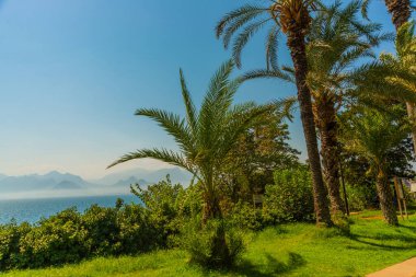 Antalya 'da güneşli bir günde palmiye ağaçları olan güzel Karaalioğlu parkı. Yatay renk fotoğrafçılığı.
