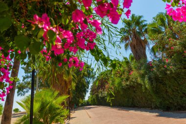 Palmiye ağaçları olan ve Türkiye 'nin Antalya kentindeki Lara plajına giden güzel bir park.