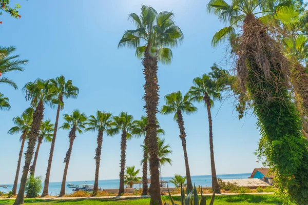 Palmiye Ağaçları Olan Türkiye Nin Antalya Kentindeki Lara Plajına Giden — Stok fotoğraf