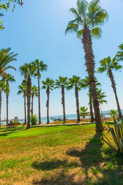 Antalya Turkey Beautiful Park Palm Trees Which Leads Lara Beach — Stock Photo, Image