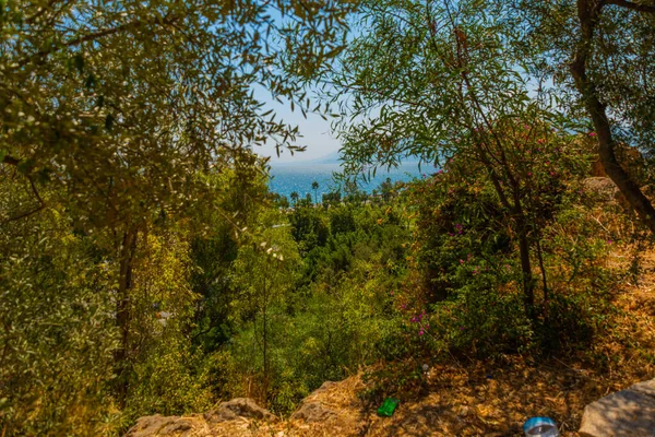 탈리아 아름다운 나무들 과지중해 안탈리아의 여름에 — 스톡 사진