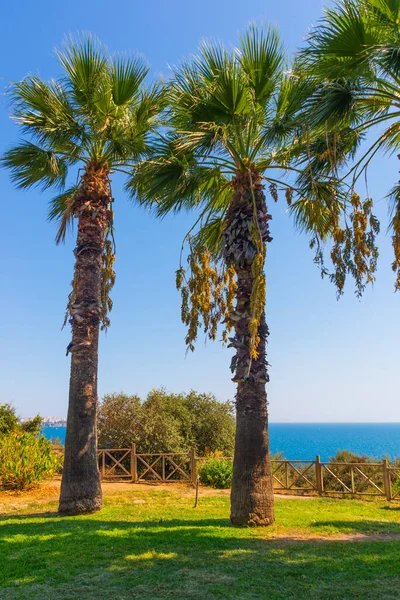 Antalya Turkey Beautiful Trees Mediterranean Sea Konyaalti Beach Sunny Summer — Stock Photo, Image