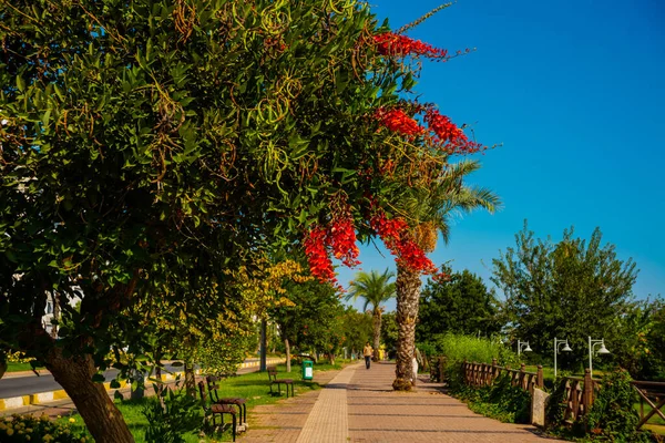 Antalya Turquia Estrada Pedonal Árvores Ataturk Park Antalya Dia Ensolarado — Fotografia de Stock