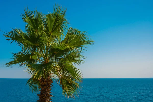 Анталия Турция Пейзаж Море Пальма Солнечный Летний День Парке Ататюрка — стоковое фото