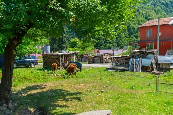 Keda Georgie Les Vaches Paissent Dans Petit Village Keda Géorgie — Photo