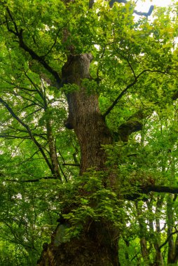 KUTAISI, GEORGIA: kilise içinde yapılan botanik bahçesindeki eşsiz ağaç. Meşe, Kırmızı Kitap 'ta yer alan Hartvis türüne aittir..