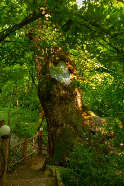 Kutaisi Georgia Árvore Única Jardim Botânico Que Feita Dentro Capela — Fotografia de Stock