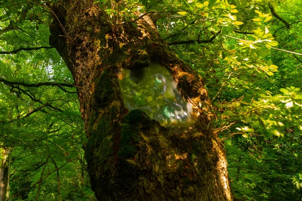 Kutaisi Georgia Árvore Única Jardim Botânico Que Feita Dentro Capela — Fotografia de Stock