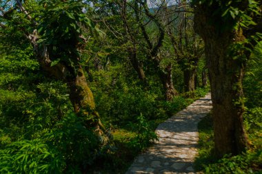 OKATSE CANYON, IMERETİ, GEORGIA: Güneşli bir yaz gününde Okatse Kanyonu 'na giden güzel manzaralı bir yol. Gürcistan dağlarındaki modern turizm ve eğlence merkezi.