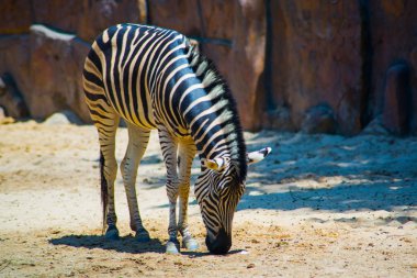 Güzel Zebra Vietnam'da Ho Chi Minh City en eski hayvanat bahçesi. Az