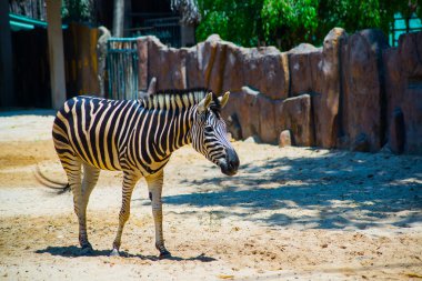 Güzel Zebra Vietnam'da Ho Chi Minh City en eski hayvanat bahçesi. Az
