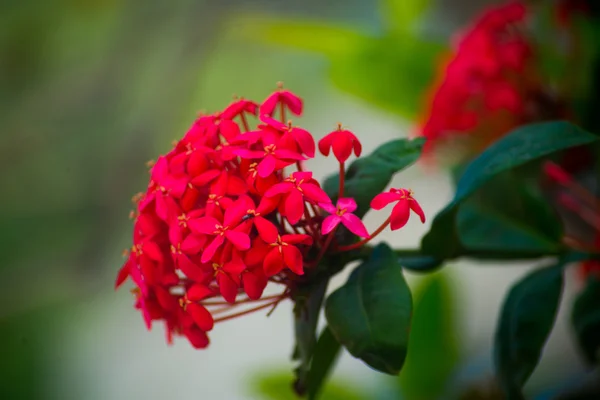 Parlak renkler, çiçek — Stok fotoğraf