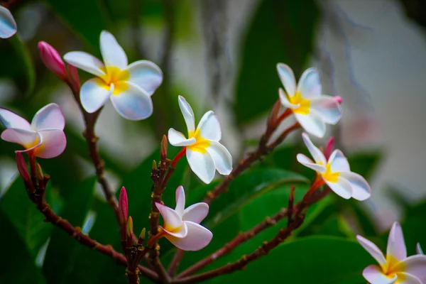 Colori vivaci, fiore — Foto Stock