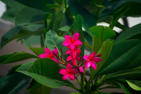 Colores brillantes, flor — Foto de Stock