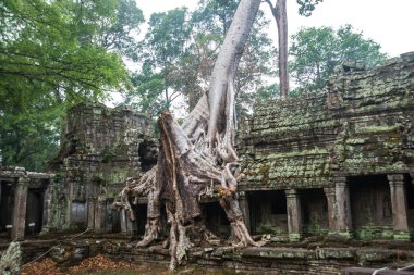 Angkor tapınak kompleksi.