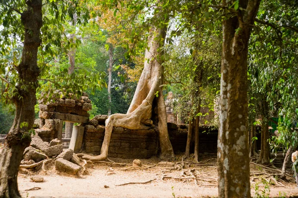 Il complesso del tempio di Angkor . — Foto Stock