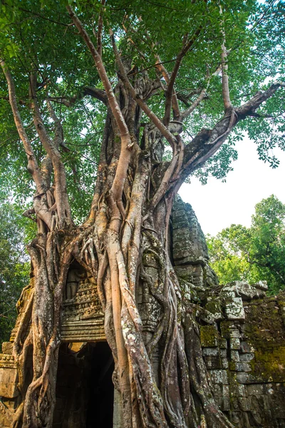 Der Tempelkomplex von Angkor. — Stockfoto