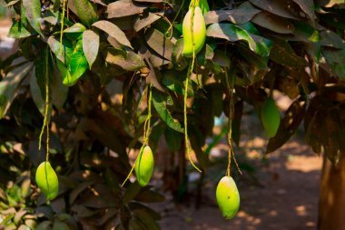 Mango dallar üzerinde