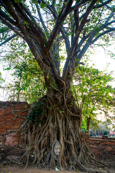 Cabeça de Buda nas árvores — Fotografia de Stock