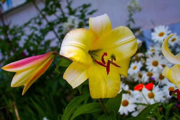 Flores de lirios — Foto de Stock