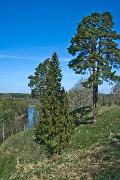 Sommer, strahlend blauer Himmel und Kiefern — Stockfoto