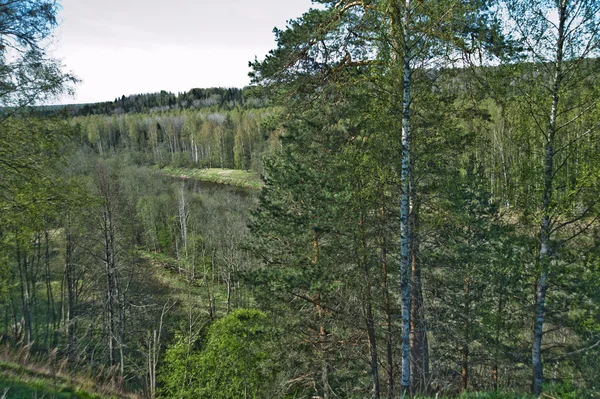 Zomer, helder blauwe hemel en pine bomen — Stockfoto