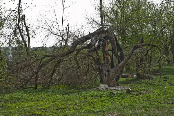 Broken tree — Stock Photo, Image