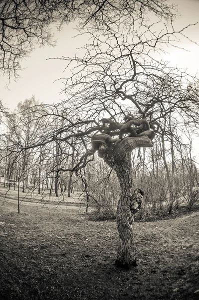 Τα κλαδιά ενός δέντρου. Μαύρο και άσπρο φωτογραφία. — Φωτογραφία Αρχείου