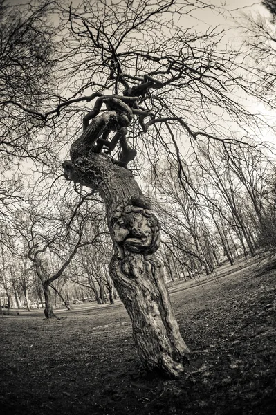 Τα κλαδιά ενός δέντρου. Μαύρο και άσπρο φωτογραφία. — Φωτογραφία Αρχείου