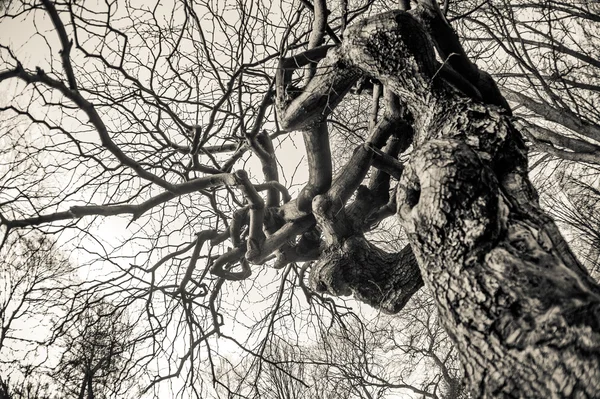 De takken van een boom. Zwart-wit fotografie. — Stockfoto