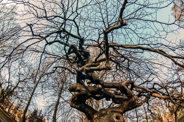Trees.The κλάδους ενάντια στον ουρανό — Φωτογραφία Αρχείου