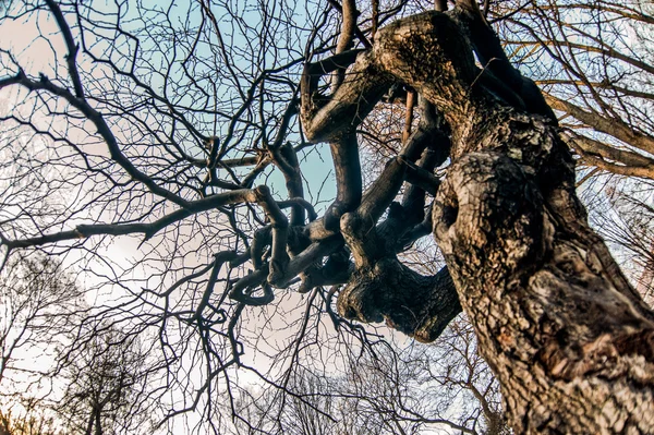 Árvores. Os ramos contra o céu — Fotografia de Stock