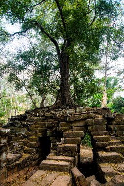 Tapınak duvarları ağaçta. Angkor.Cambodia.