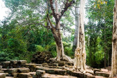 Tapınak duvarları ağaçta. Angkor.Cambodia.