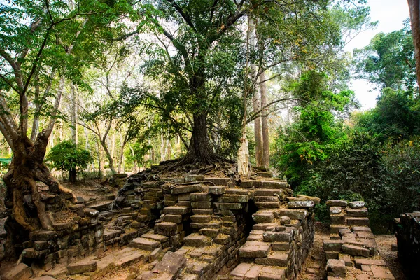 A fák, a templom falára. Angkor.Cambodia. — Stock Fotó