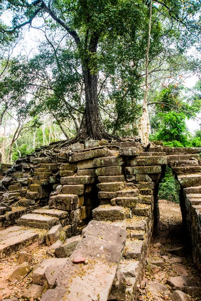 Tapınak duvarları ağaçta. Angkor.Cambodia. — Stok fotoğraf